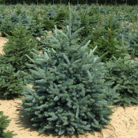 Ялина блакитна, 70-80 см купить