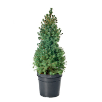 Ель канадская Коника купить