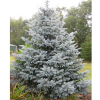 Ялина блакитна, 2,40 м купить