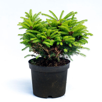 Ель обыкновенная Олендорфи купить