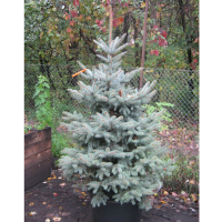 Ялина колюча Глаука купить