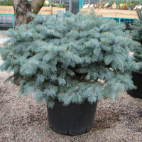 Ялина колюча Глаука Глобоза купить