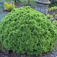 Ялина канадська Альберта Глоб купить