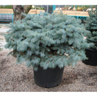 Ялина колюча Глаука Глобоза купить