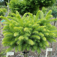 Ялина abies Brabant купить