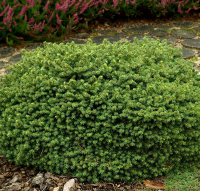 Ялина abies Little Gem купить