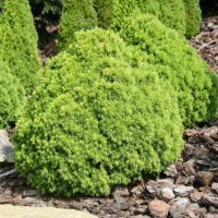 Ялина glauca Alberta Globe купить