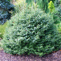 Ель сербская Нана купить
