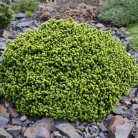 Ялина звичайна Літл Джем купить