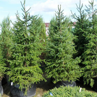 Ялина сербська, 175/+ см купить