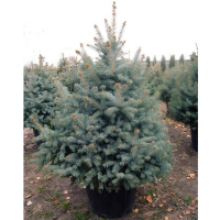 Ялина колюча Глаука 150 см купить