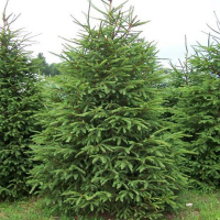 Ялина сербська 150/+ см купить