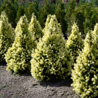 Ялина звичайна Дейзіс Уайт купить