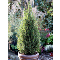 Ялина канадська Перфекта купить