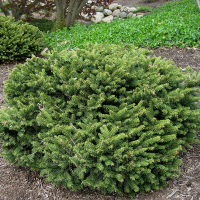 Ялина звичайна Пуміла Нігра купить