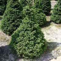 Ялина звичайна Вілс Цверг купить