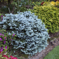 Ялина колюча куля купить