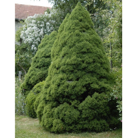 Ялина канадська Коніка купить