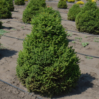 Ялина звичайна купить