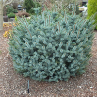 Ялина сітхінська Зільберцверг купить