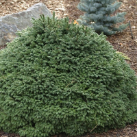 Ялина звичайна Максвеллії купить