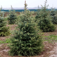 Ялина колюча 150/175 см купить