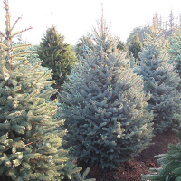 Ялина колюча 175/200 см купить