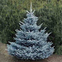 Ялина колюча Супер Блю купить