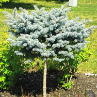 Ялина колюча блакитна Кейбаб штамб купить