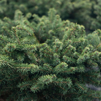 Ялина сербська Карел купить