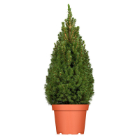 Ель канадская Коника купить