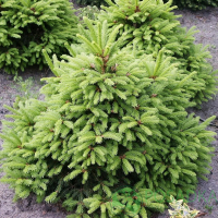 Ялина звичайна Олендорфі купить