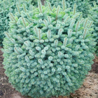 Ялина сітхінська Міджет купить