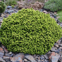 Ялина звичайна Літл Джем купить