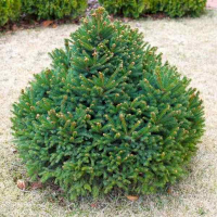 Ялина Звичайна Barry купить