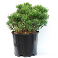 Сосна гірська 