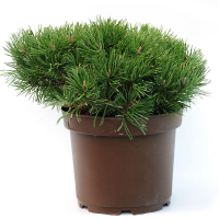 Сосна гірська Пуміліо купить