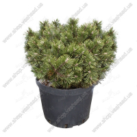 Сосна горная 