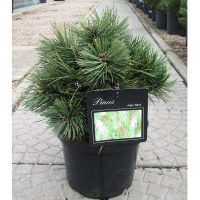 Сосна веймутова 