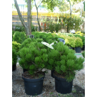 Сосна Leucodermis Compact Gem купить