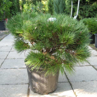 Сосна чорна Брепо купить