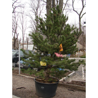 Сосна чорна 