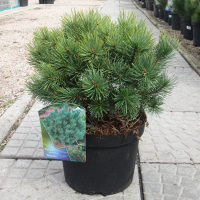 Сосна звичайна Ватерері купить