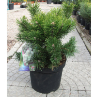 Сосна гірська 