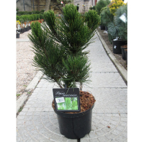 Сосна білокора Компакт Джем купить