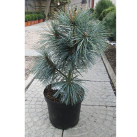 Сосна м'яка Вандерволф купить