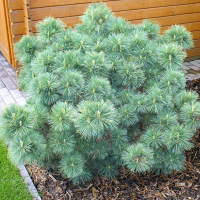 Сосна веймутова Нана купить