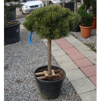 Сосна гірська Мопс купить