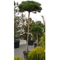 Сосна гірська 