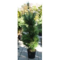 Сосна валіхіана купить